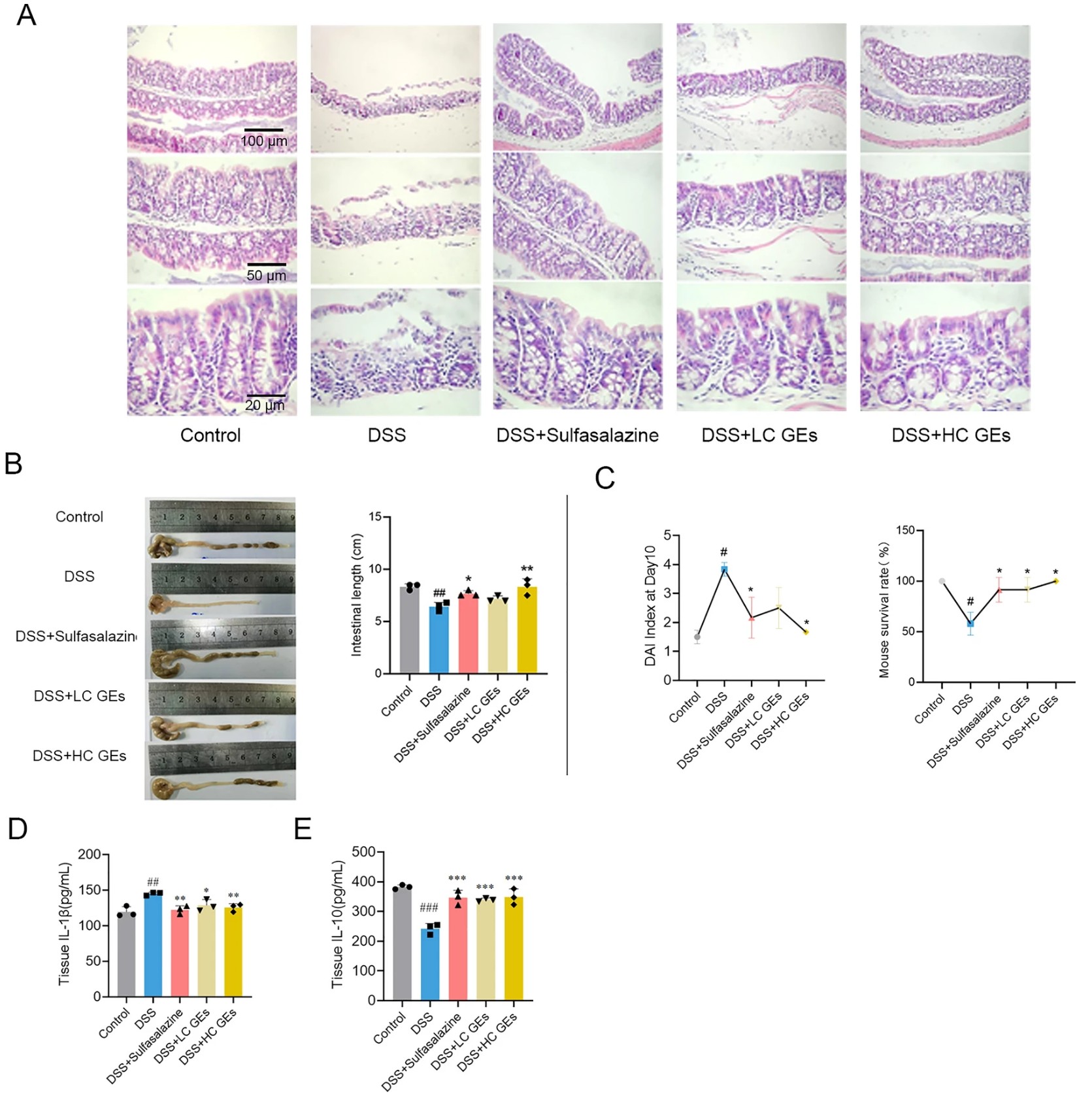 Ginseng exosomes improve intestinal morphology reduce inflammation and enhance survival in DSS-induced colitis mouse model.